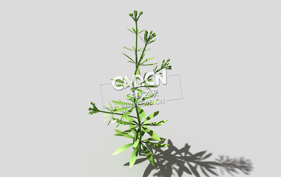 篷子菜猪殃殃砧草植物C4D模型 bedstraw-f 3d model - C4D之家 - 06bedstraw-f-01.jpg
