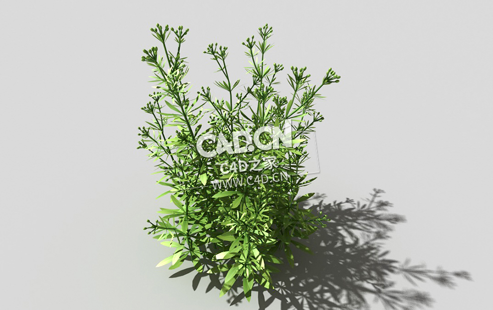 篷子菜猪殃殃砧草植物C4D模型 bedstraw-e 3d model - C4D之家 - 05bedstraw-e-01.jpg