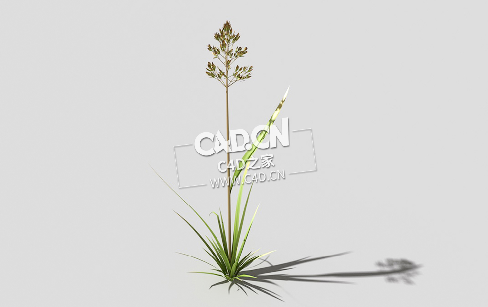 根际草常绿草根草植物C4D模型 bent-grass-a1 3d model - C4D之家 - 11bent-grass-a1-01.jpg