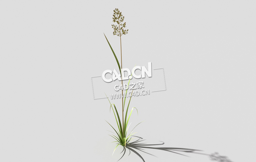 根际草常绿草根草植物C4D模型 bent-grass-b2 3d model - C4D之家 - 14bent-grass-b2-01.jpg