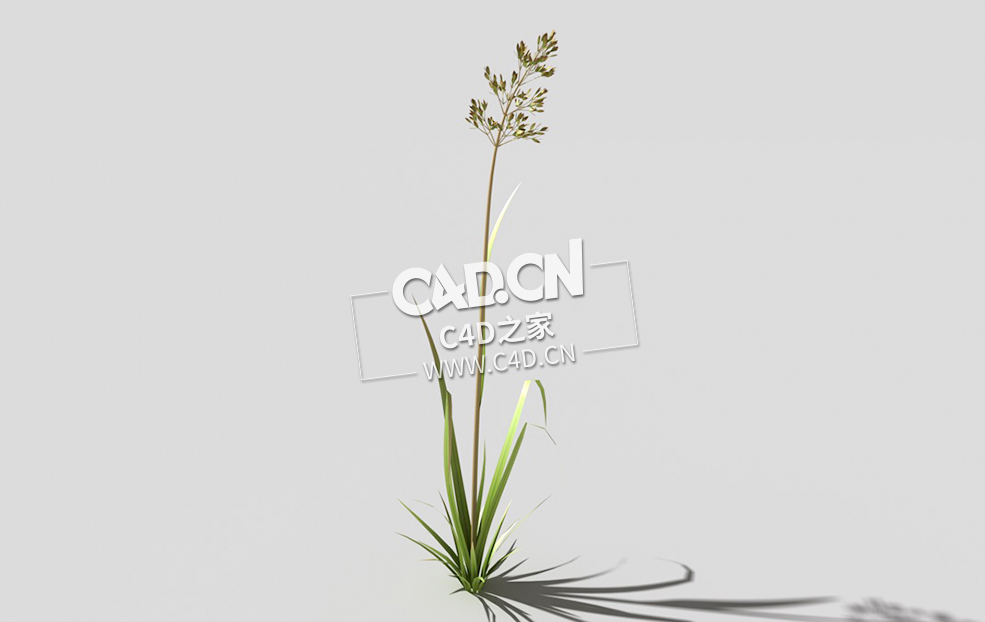 根际草常绿草根草植物C4D模型 bent-grass-a2 3d model - C4D之家 - 12bent-grass-a2-01.jpg