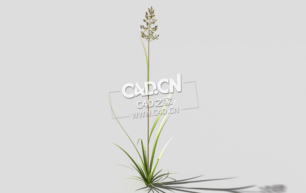 根际草常绿草根草植物C4D模型 bent-grass-b1 3d model