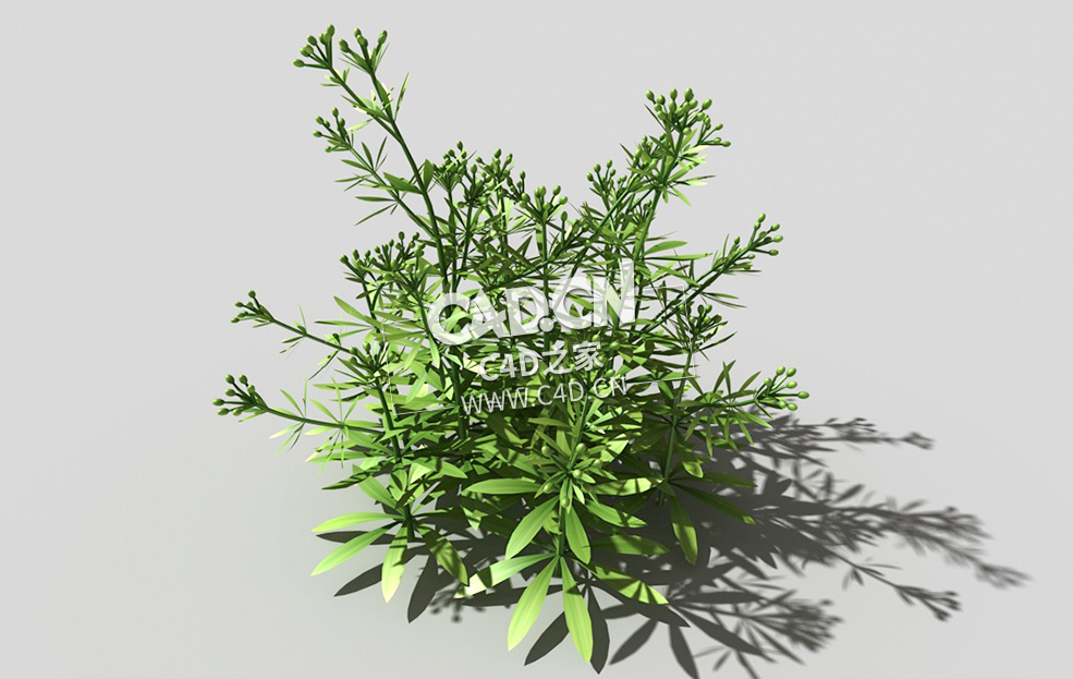 篷子菜猪殃殃砧草植物C4D模型 bedstraw-j 3d model