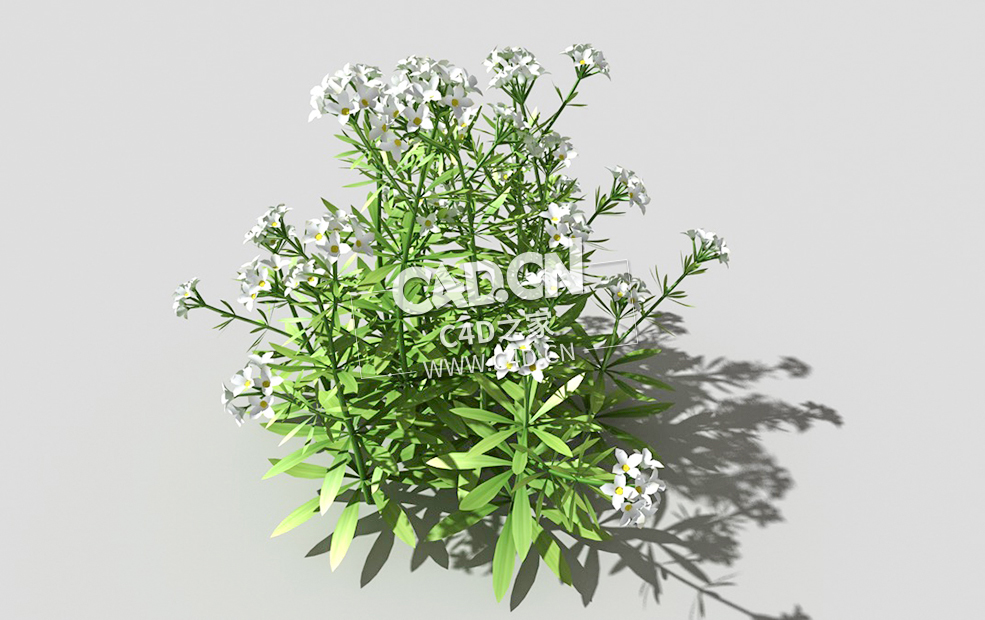 篷子菜猪殃殃砧草植物C4D模型 bedstraw-i 3d model