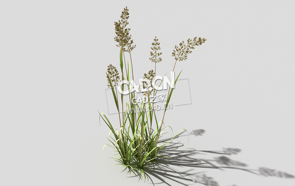 根际草常绿草根草植物C4D模型 bent-grass-c2 3d model