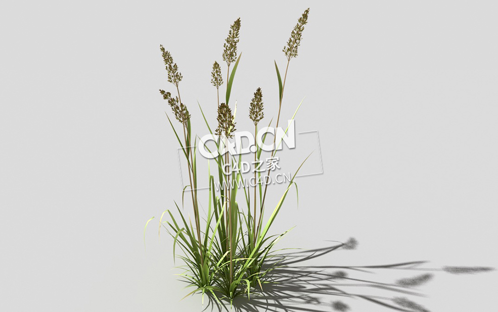 根际草常绿草根草植物C4D模型 bent-grass-c3 3d model