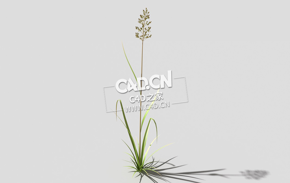 根际草常绿草根草植物C4D模型 bent-grass-b3 3d model