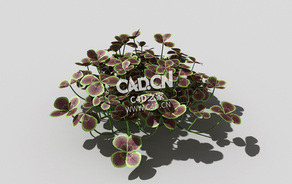 青铜色的荷兰四叶草植物C4D模型 bronze-clover-a 3d model