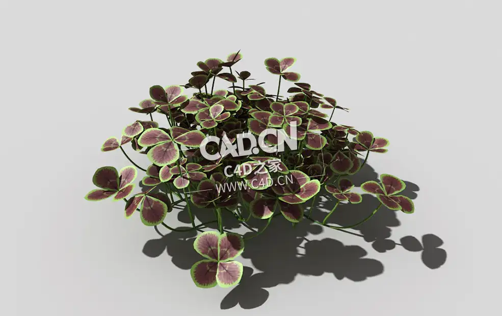 青铜色的荷兰四叶草植物C4D模型 bronze-clover-a 3d model