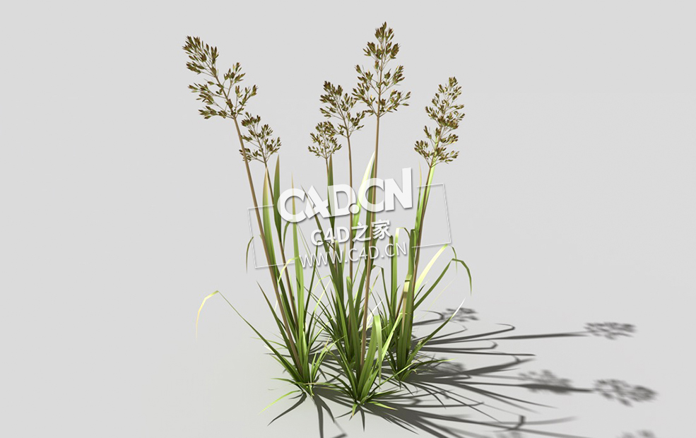 根际草常绿草根草植物C4D模型 bent-grass-c1 3d model