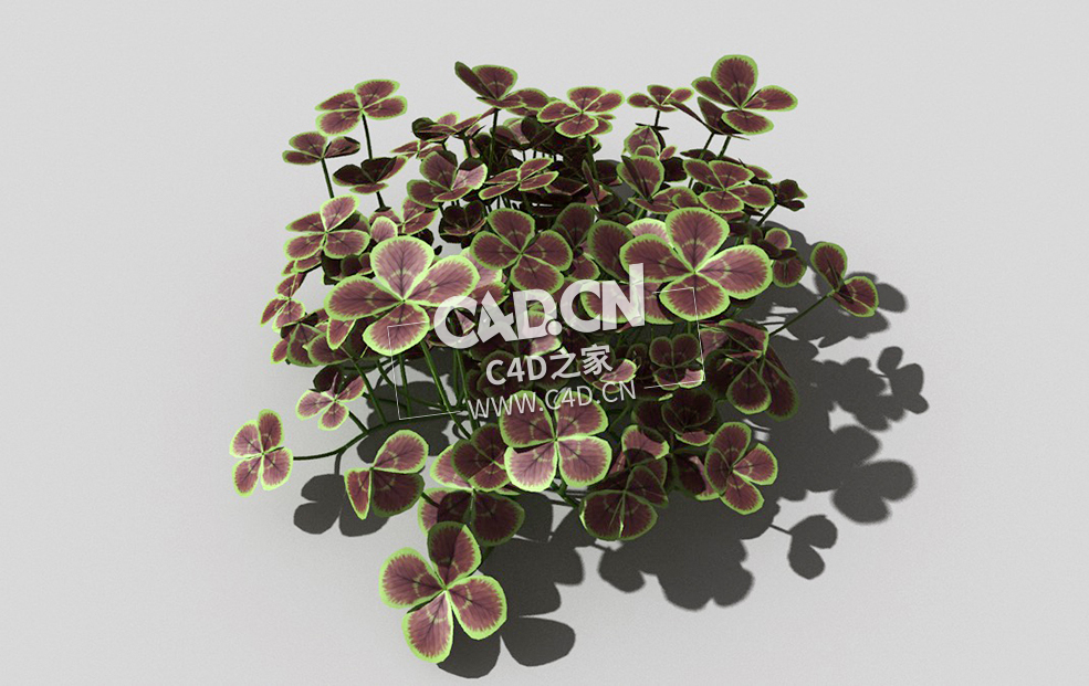 青铜色的荷兰四叶草植物C4D模型 bronze-clover-b 3d model