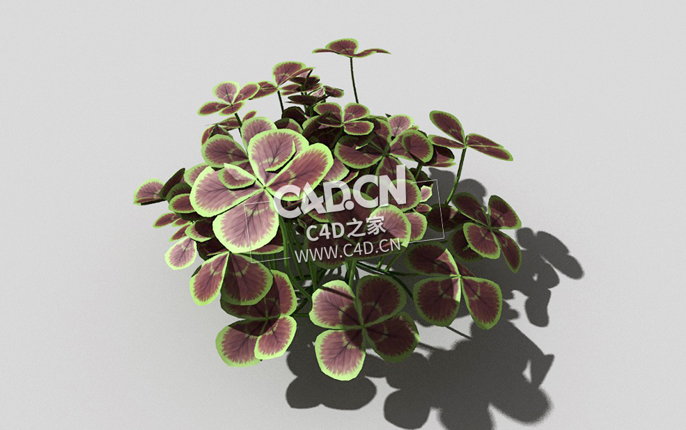 青铜色的荷兰四叶草植物C4D模型 bronze-clover-d 3d model
