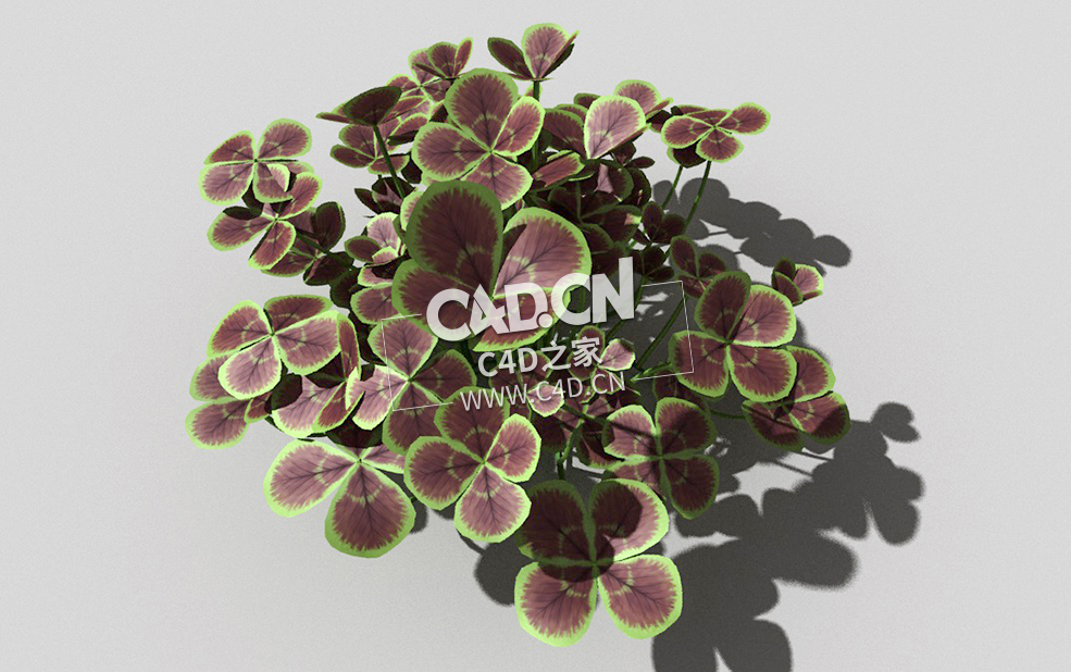 青铜色的荷兰四叶草植物C4D模型 bronze-clover-c 3d model