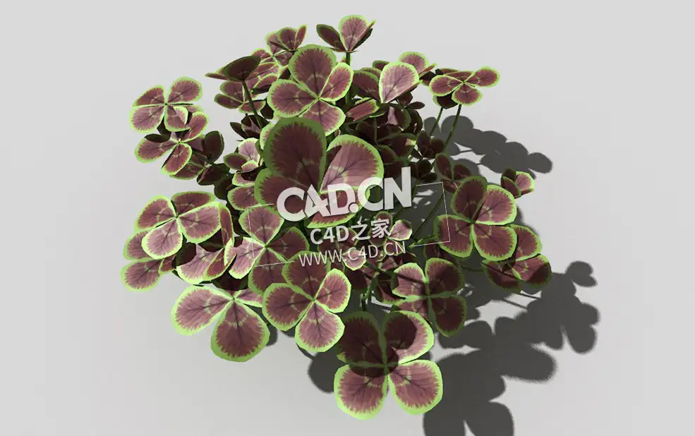 青铜色的荷兰四叶草植物C4D模型 bronze-clover-c 3d model