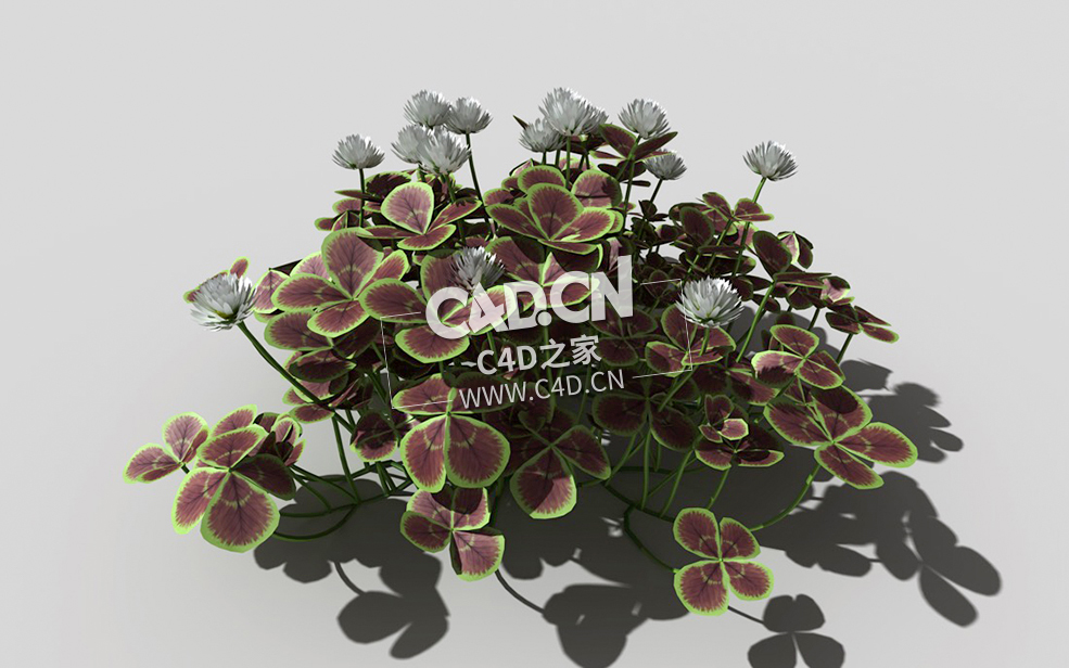 青铜色的荷兰四叶草植物C4D模型 bronze-clover-f 3d model