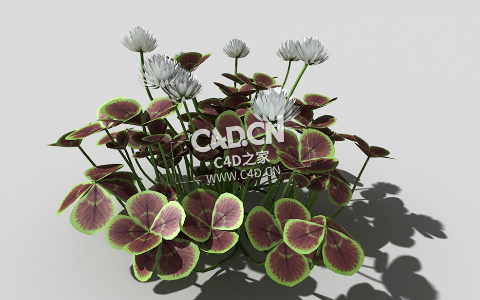 青铜色的荷兰四叶草植物C4D模型 bronze-clover-g 3d model