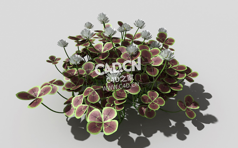 青铜色的荷兰四叶草植物C4D模型 bronze-clover-e 3d model