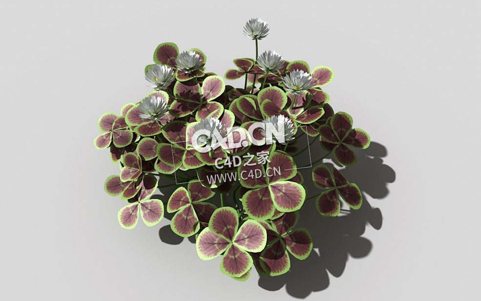 青铜色的荷兰四叶草植物C4D模型 bronze-clover-h 3d model
