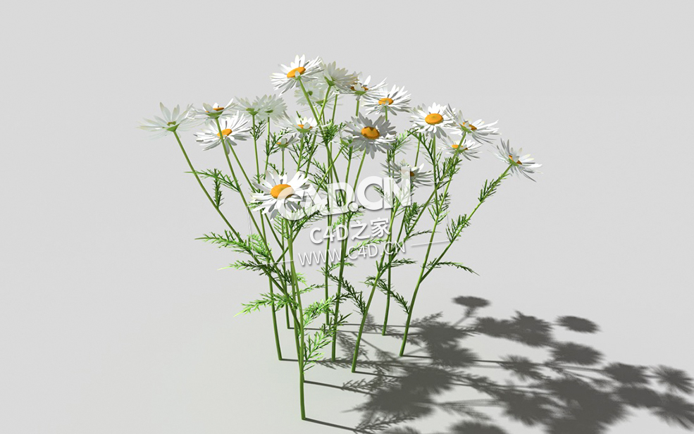 春黄菊甘菊花植物C4D模型 camomile-b 3d model - C4D之家 - 28camomile-b-01.jpg