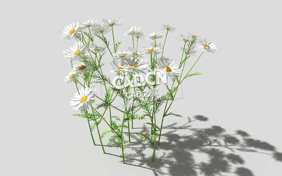 春黄菊甘菊花植物C4D模型 camomile-c 3d model - C4D之家 - 29camomile-c-01.jpg