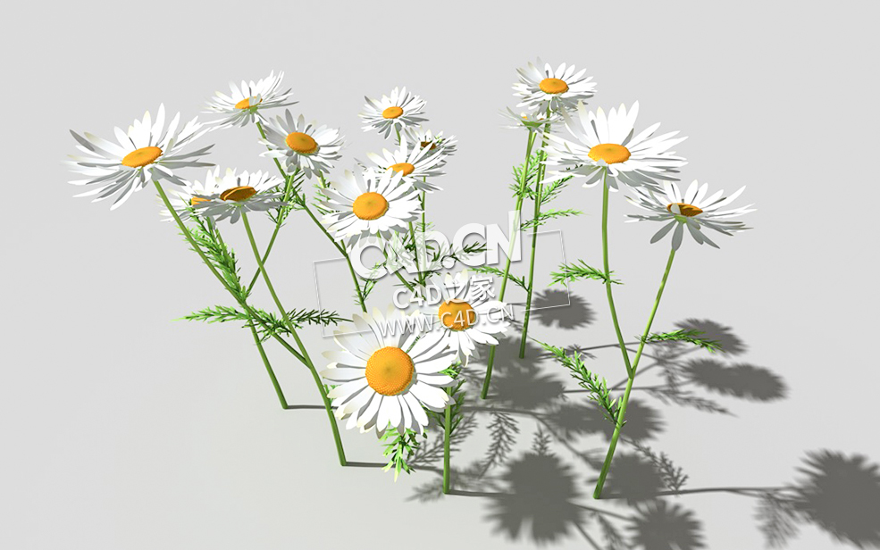 春黄菊甘菊花植物C4D模型 camomile-a 3d model - C4D之家 - 27camomile-a-01.jpg
