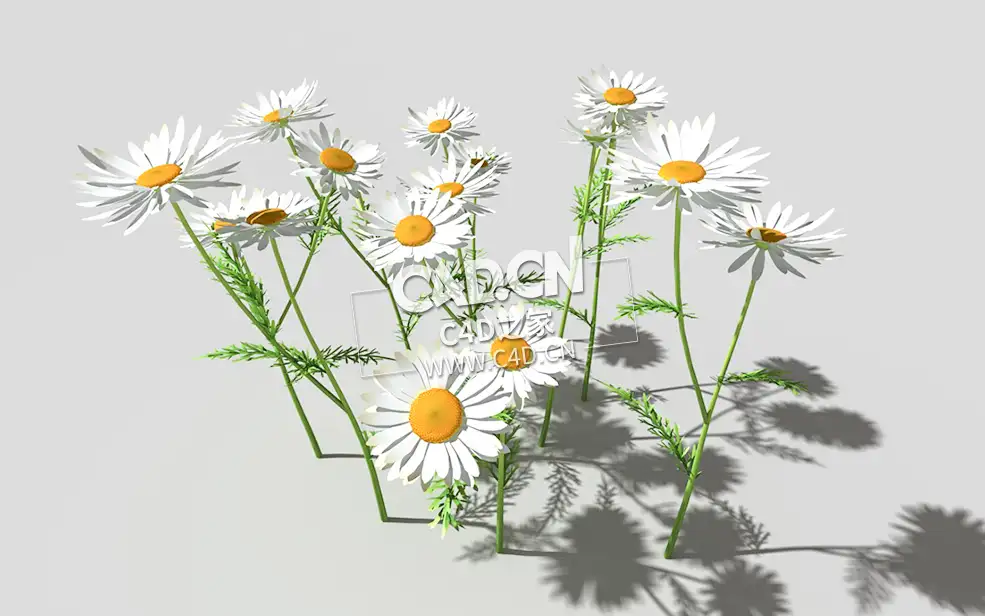 春黄菊甘菊花植物C4D模型 camomile-a 3d model
