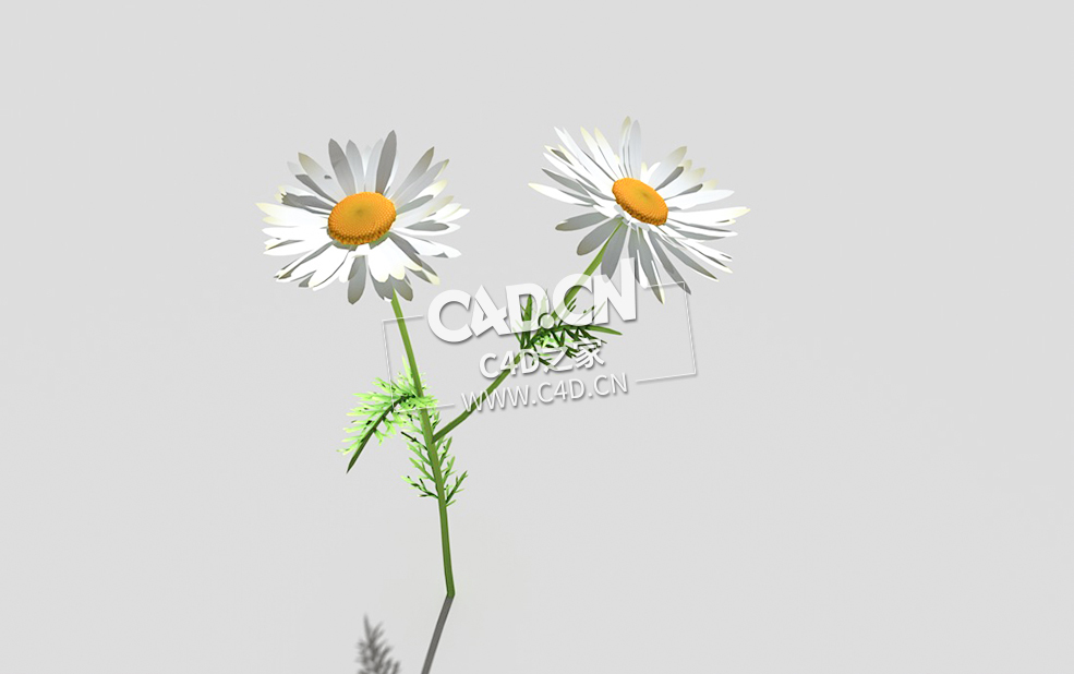 春黄菊甘菊花植物C4D模型 camomile-d 3d model - C4D之家 - 30camomile-d-01.jpg