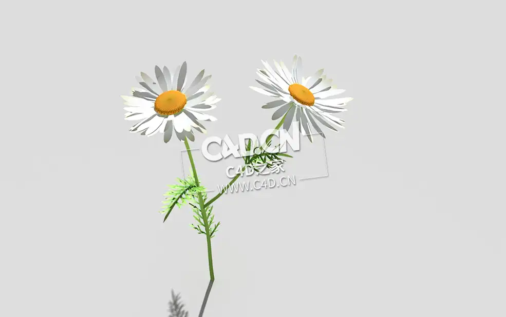 春黄菊甘菊花植物C4D模型 camomile-d 3d model