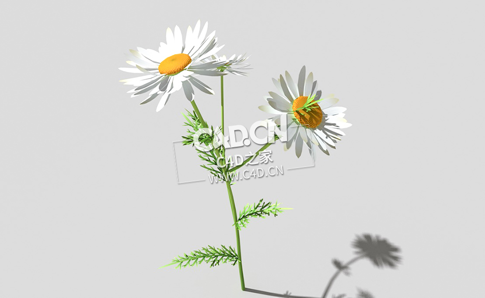 春黄菊甘菊花植物C4D模型 camomile-e 3d model - C4D之家 - 31camomile-e-01.jpg
