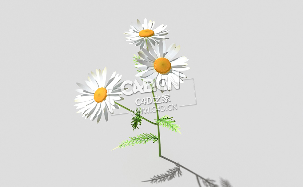 春黄菊甘菊花植物C4D模型 camomile-f 3d model - C4D之家 - 32camomile-f-01.jpg