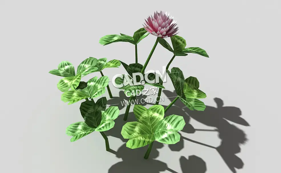 三叶草植物C4D模型 clover-a1 3d model - C4D之家 - 33clover-a1-01.jpg