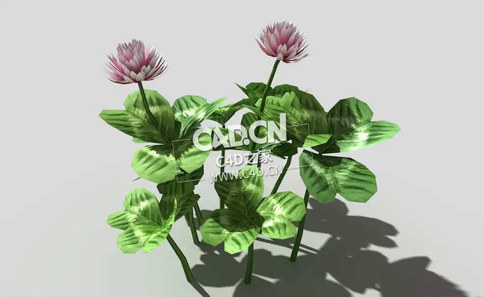 三叶草植物C4D模型 clover-a2 3d model - C4D之家 - 34clover-a2-01.jpg