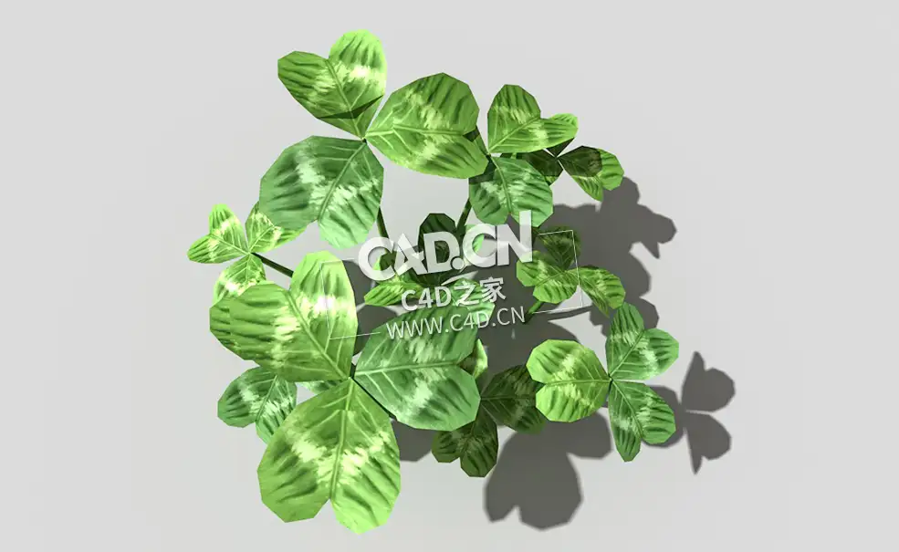 三叶草植物C4D模型 clover-b2 3d model - C4D之家 - 37clover-b2-01.jpg