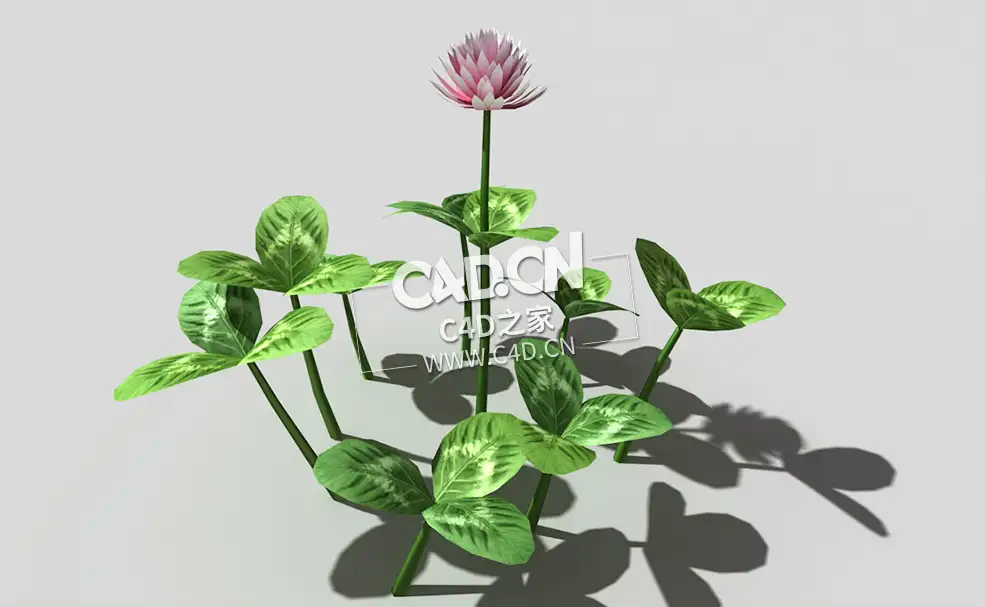 三叶草植物C4D模型 clover-c1 3d model - C4D之家 - 39clover-c1-01.jpg