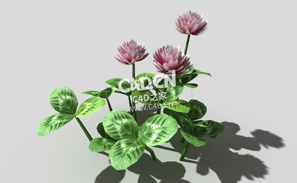 三叶草植物C4D模型 clover-c3 3d model