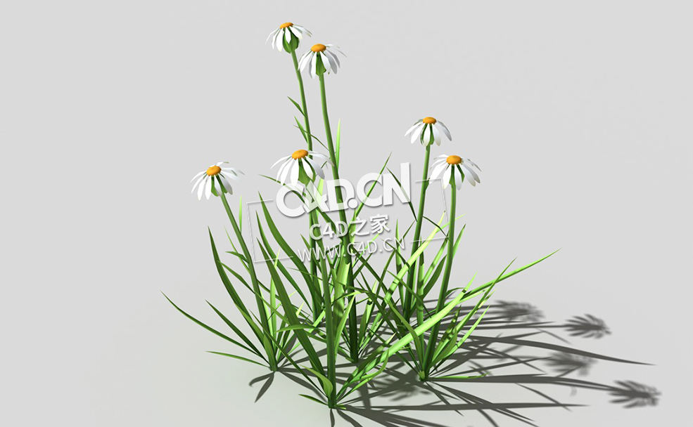白色野菊花花卉植物C4D模型 common-flower-a1 3d model - C4D之家 - 45common-flower-a1-01.jpg