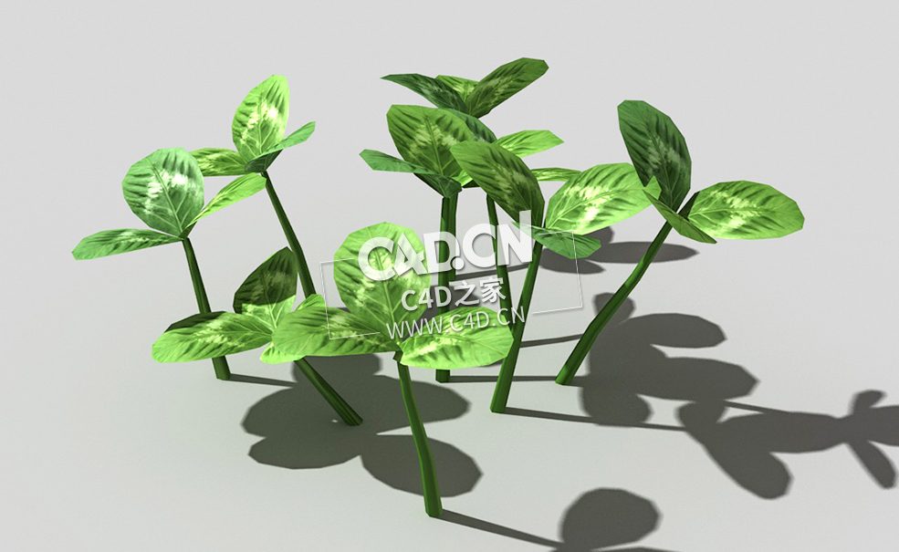 三叶草植物C4D模型 clover-d3 3d model