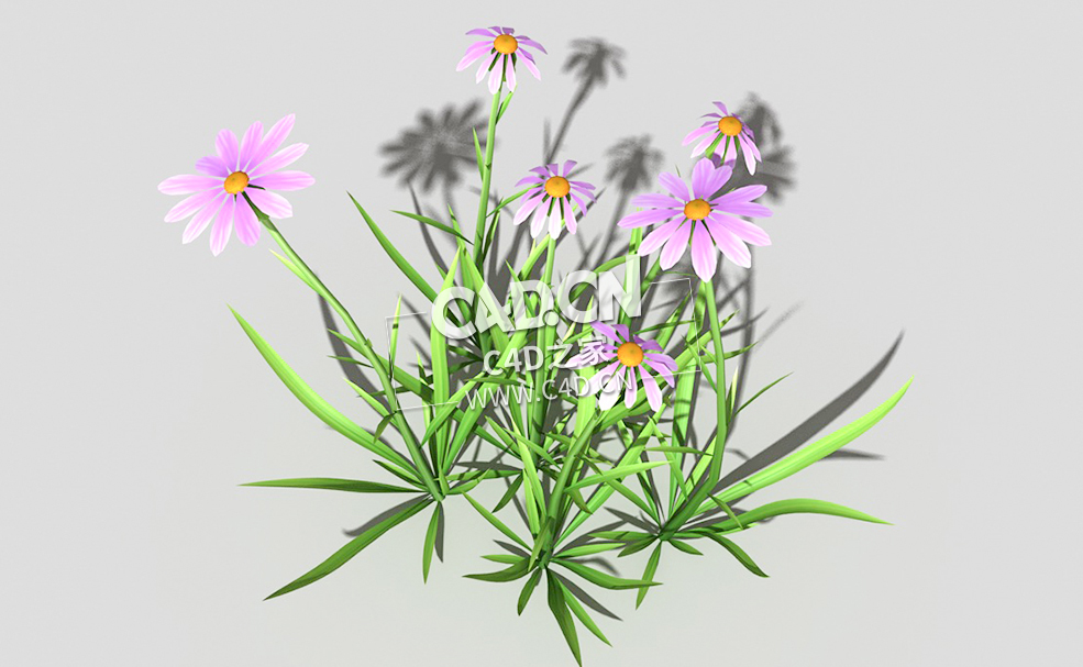 粉色野菊花花卉植物C4D模型 common-flower-a2 3d model - C4D之家 - 46common-flower-a2-01.jpg