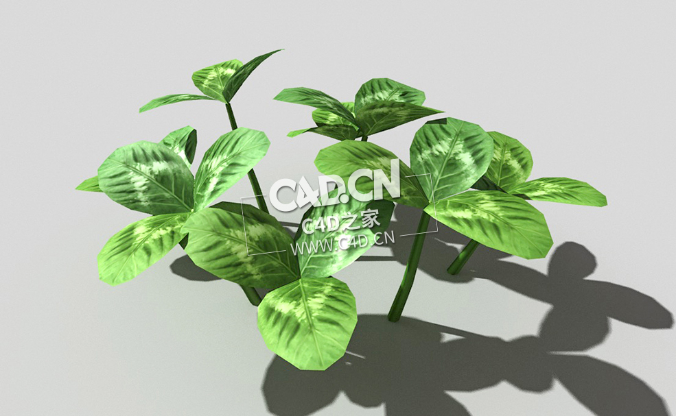 三叶草植物C4D模型 clover-d1 3d model