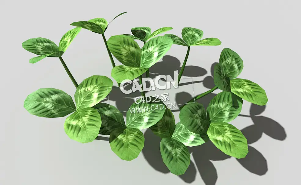 三叶草植物C4D模型 clover-d2 3d model