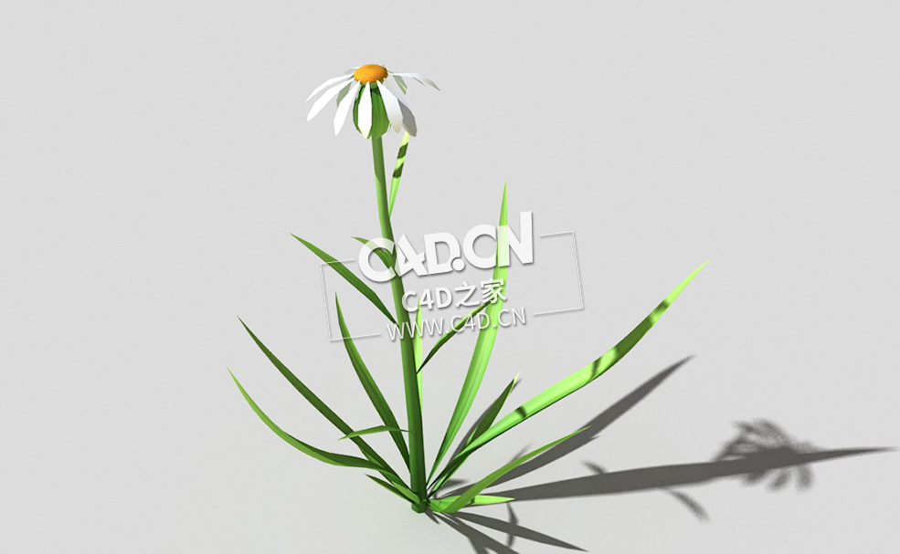 白色野菊花花卉植物C4D模型 common-flower-b1 3d model - C4D之家 - 48common-flower-b1-01.jpg