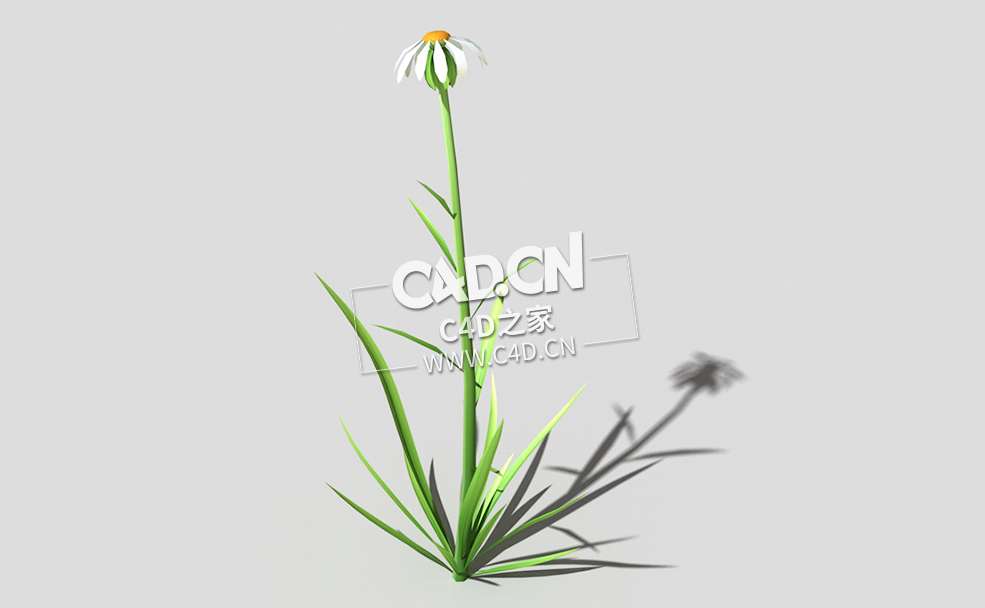 白色野菊花花卉植物C4D模型 common-flower-b2 3d model - C4D之家 - 49common-flower-b2-01.jpg