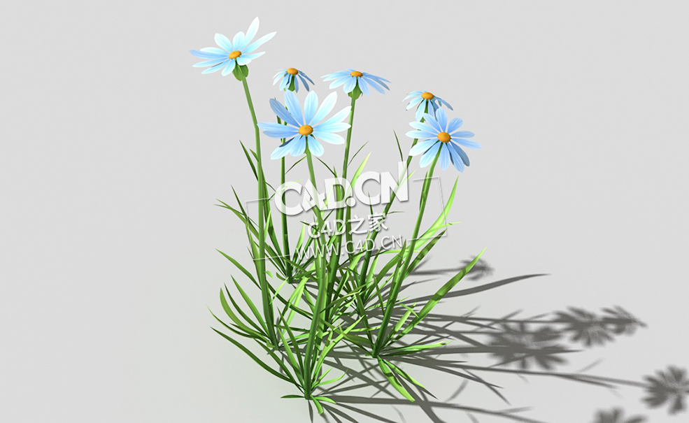 蓝色野菊花花卉植物C4D模型 common-flower-a3 3d model - C4D之家 - 47common-flower-a3-01.jpg