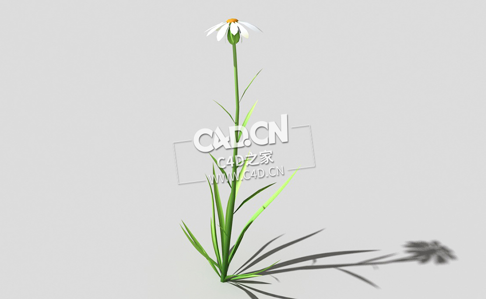 白色野菊花花卉植物C4D模型 common-flower-b3 3d model - C4D之家 - 50common-flower-b3-01.jpg