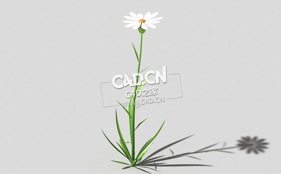 白色野菊花花卉植物C4D模型 common-flower-b4 3d model - C4D之家 - 51common-flower-b4-01.jpg