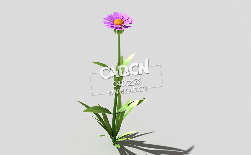 紫色野菊花花卉植物C4D模型 common-flower-d1 3d model - C4D之家 - 54common-flower-d1-01.jpg