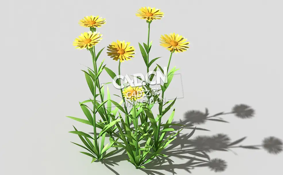 黄色野菊花花卉植物C4D模型 common-flower-c1 3d model - C4D之家 - 52common-flower-c1-01.jpg