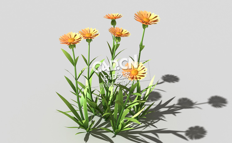 黄色野菊花花卉植物C4D模型 common-flower-c2 3d model - C4D之家 - 53common-flower-c2-01.jpg
