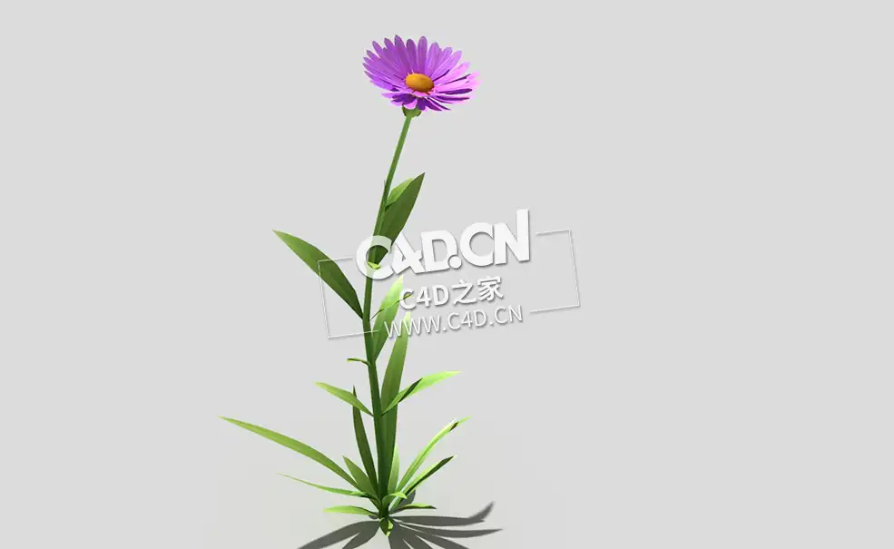 紫色野菊花花卉植物C4D模型 common-flower-d2 3d model