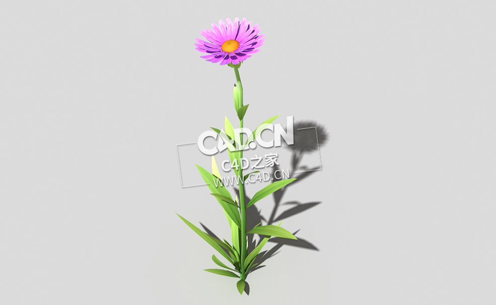 紫色野菊花花卉植物C4D模型 common-flower-d3 3d model - C4D之家 - 56common-flower-d3-01.jpg